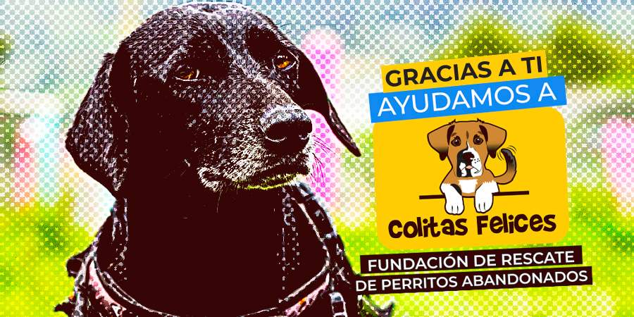 Colitas felices fundación de rescate de perros abandonados